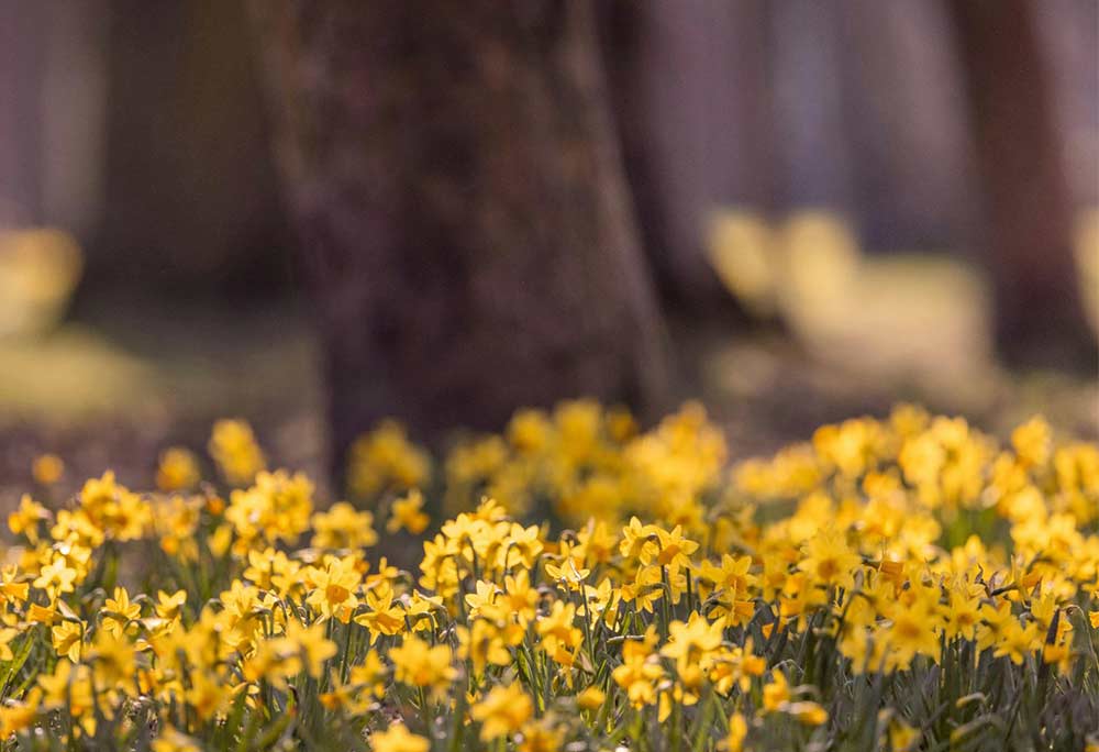 Spring Reset and how scent plays a part